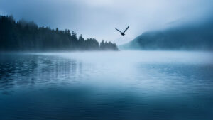 「静けさ 湖 朝霧 自分に還るイメージ」「渡り鳥 自由 心の流れ」